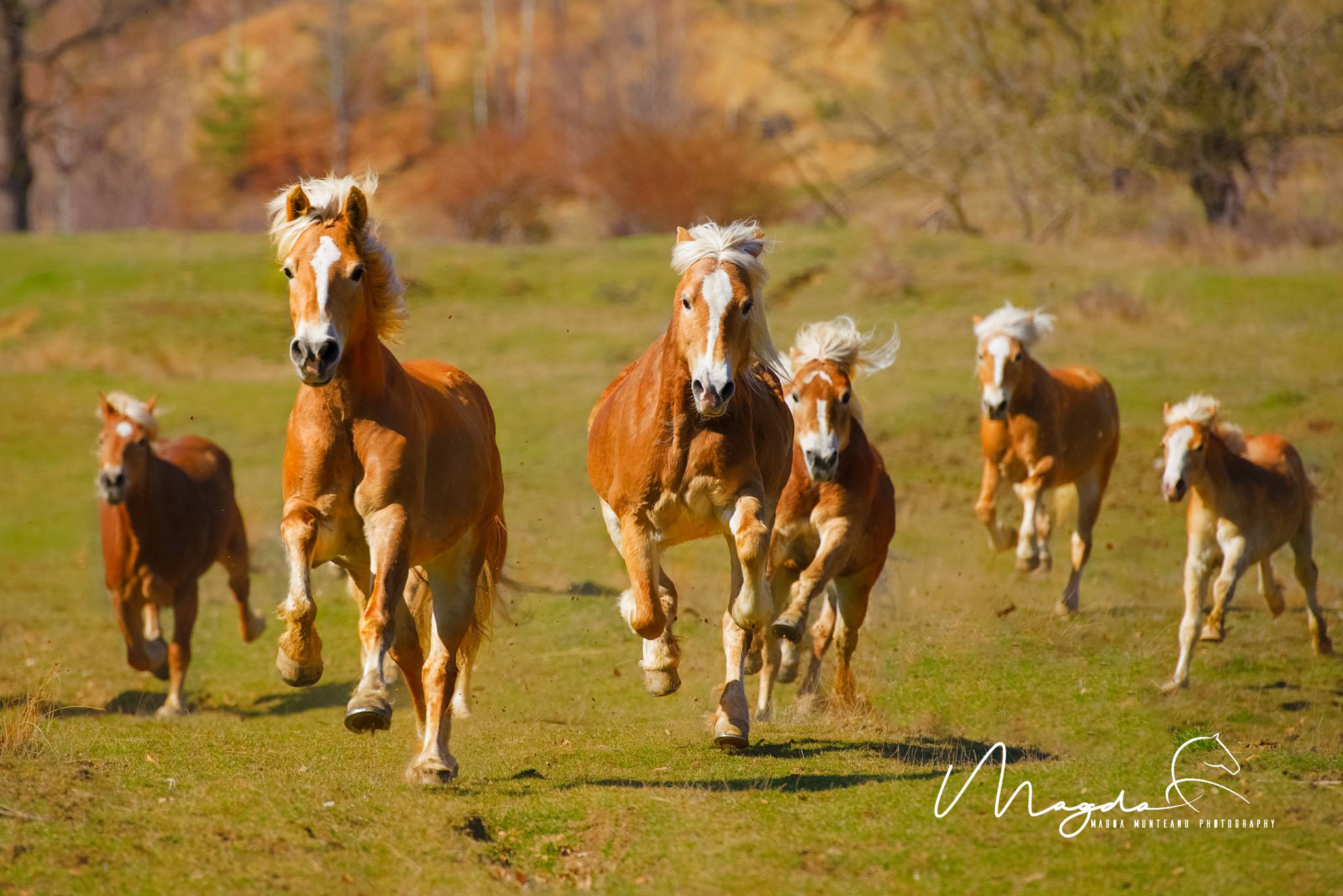 Caii Haflinger de la Potcoava